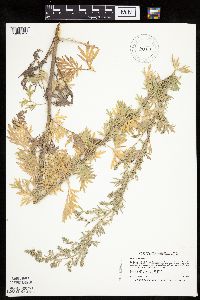 Artemisia absinthium image