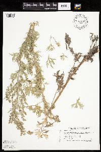 Artemisia absinthium image