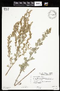 Artemisia absinthium image