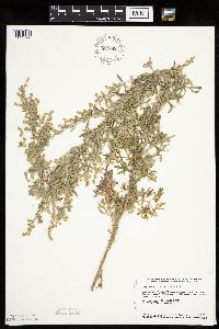 Artemisia absinthium image