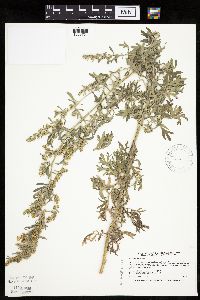 Artemisia absinthium image