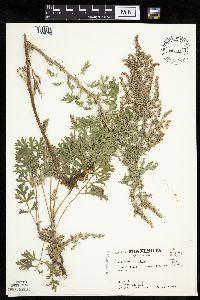 Artemisia absinthium image