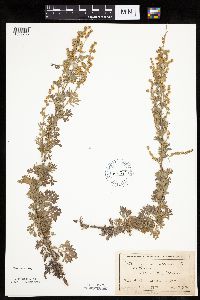 Artemisia absinthium image