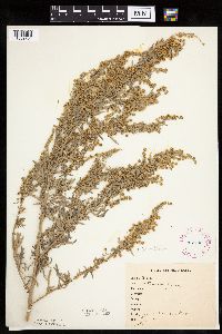 Artemisia absinthium image