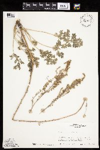 Artemisia absinthium image