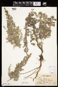 Artemisia absinthium image