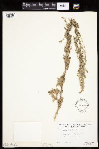 Artemisia absinthium image