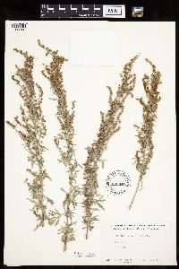 Artemisia absinthium image