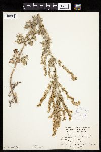 Artemisia absinthium image