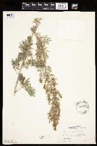 Artemisia absinthium image