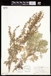 Artemisia absinthium image
