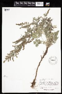 Artemisia absinthium image