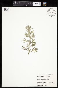 Artemisia absinthium image