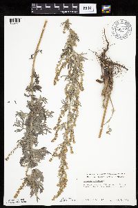 Artemisia absinthium image