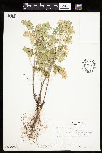 Artemisia absinthium image