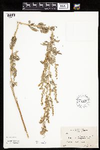 Artemisia absinthium image