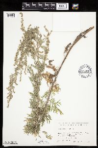 Artemisia absinthium image