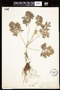 Artemisia absinthium image
