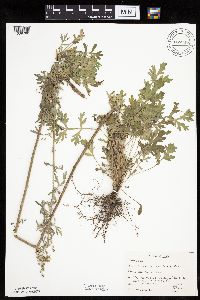 Artemisia absinthium image