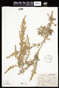 Artemisia absinthium image