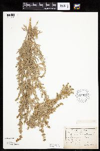 Artemisia absinthium image