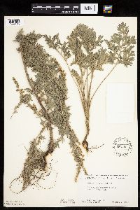 Artemisia absinthium image