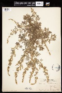 Artemisia absinthium image