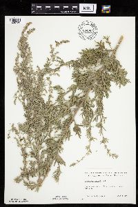 Media resource of Artemisia absinthium