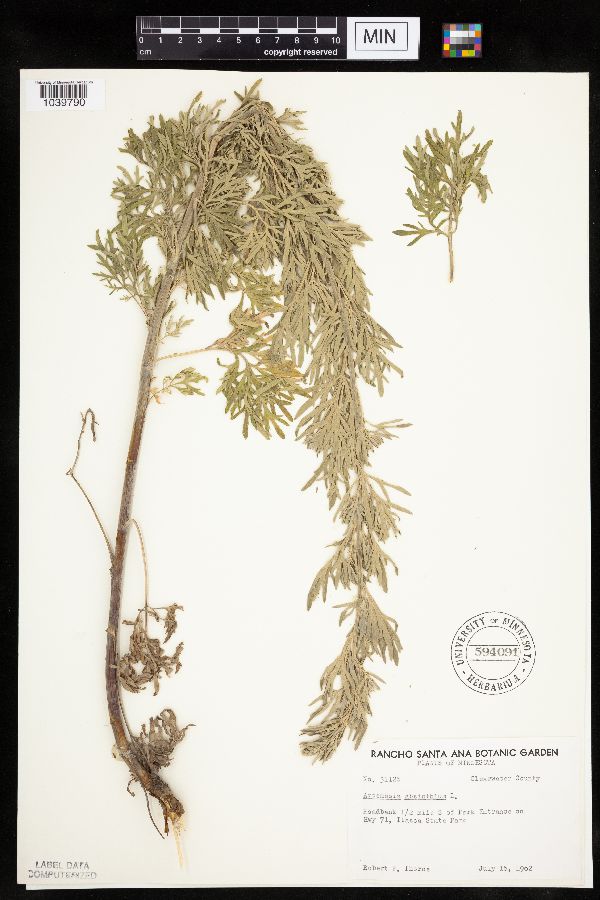 Artemisia absinthium image