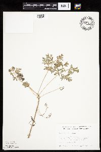 Artemisia absinthium image