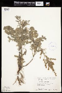 Artemisia absinthium image
