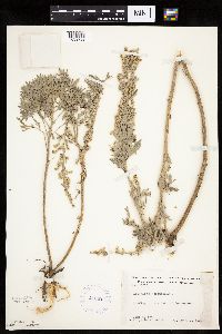 Artemisia absinthium image