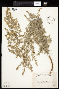 Artemisia absinthium image