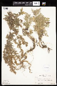 Artemisia absinthium image