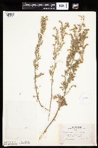 Artemisia absinthium image