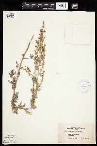 Artemisia absinthium image