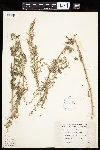Artemisia absinthium image