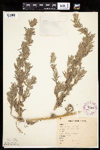 Artemisia absinthium image