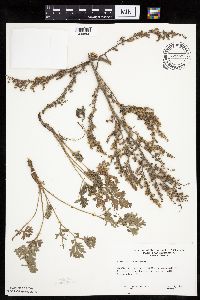Artemisia absinthium image