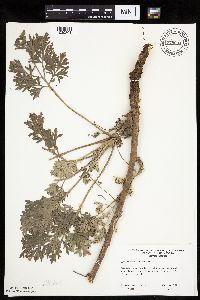 Artemisia absinthium image