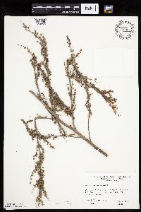 Artemisia absinthium image