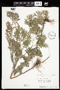 Artemisia absinthium image