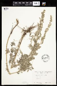 Artemisia absinthium image