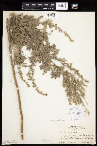 Artemisia absinthium image