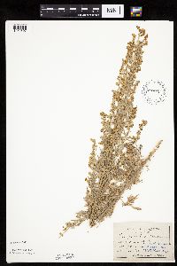 Artemisia absinthium image