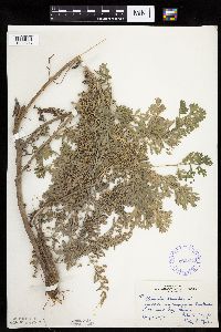 Artemisia absinthium image