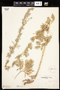 Artemisia absinthium image