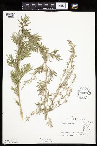 Artemisia absinthium image