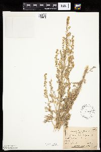 Artemisia absinthium image
