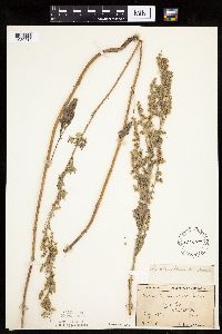 Artemisia absinthium image